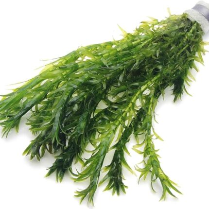 10 ELODEA DENSA Oxygenating Weed Live Pond Plant Water Aquarium Aquatic Plants Egeria K2aqua